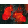 Carassius auratus oranda (Tête de lion rouge) 4-4,5 cm