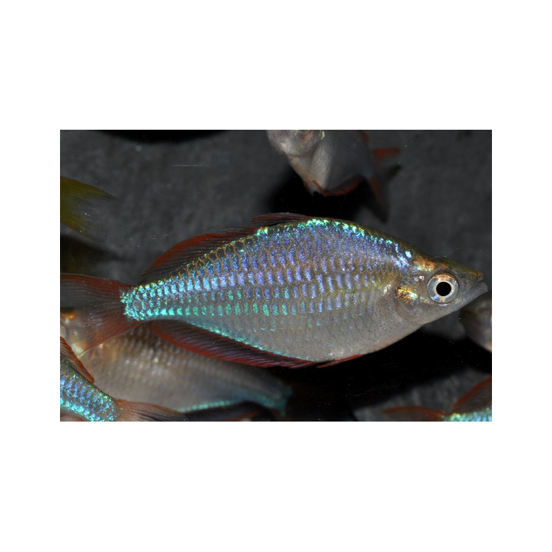 Melanotaenia praecox (Arc-en-ciel néon) 3,5 cm