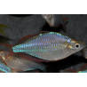 Melanotaenia praecox (Arc-en-ciel néon) 3,5 cm