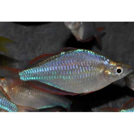 Melanotaenia praecox (Arc-en-ciel néon) 3 cm