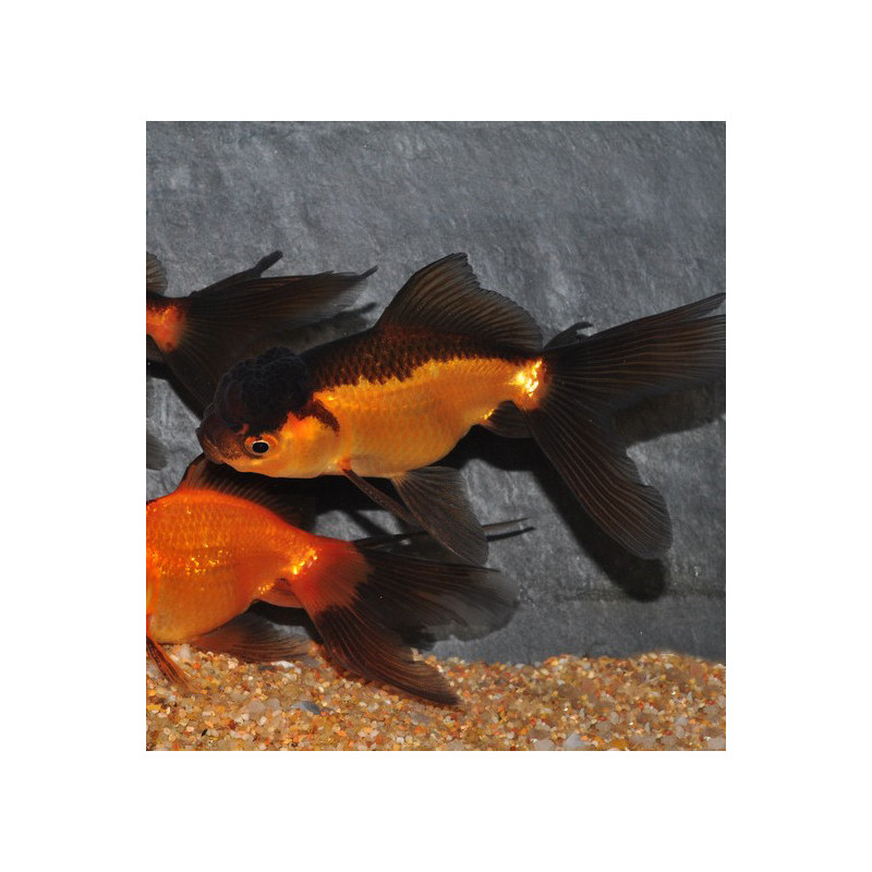 Carassius auratus oranda (Tête de lion rouge et noir) 5-5,5 cm