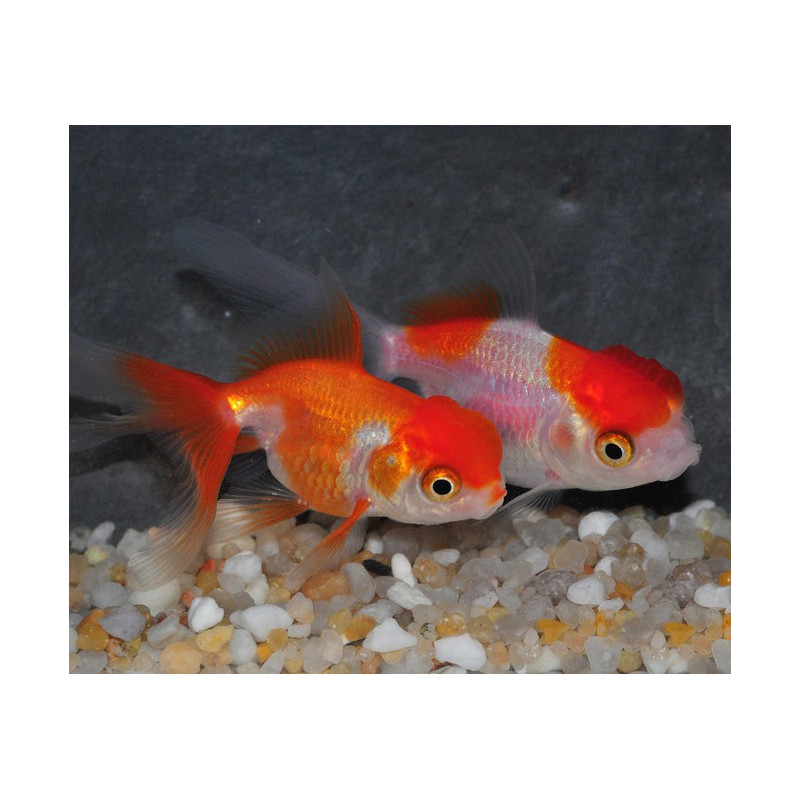 Carassius auratus oranda (Tête de lion rouge et blanc) 4-4,5 cm