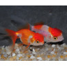 Carassius auratus oranda (Tête de lion rouge et blanc) 4-4,5 cm