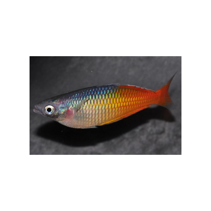 Melanotaenia boesemani 6-6,5 cm