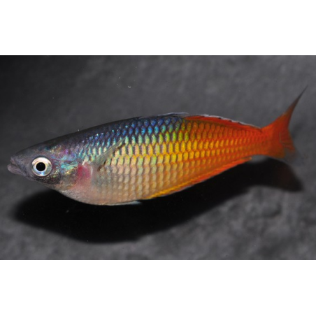 Melanotaenia boesemani 6-6,5 cm