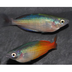 Melanotaenia boesemani 4-4.5 cm