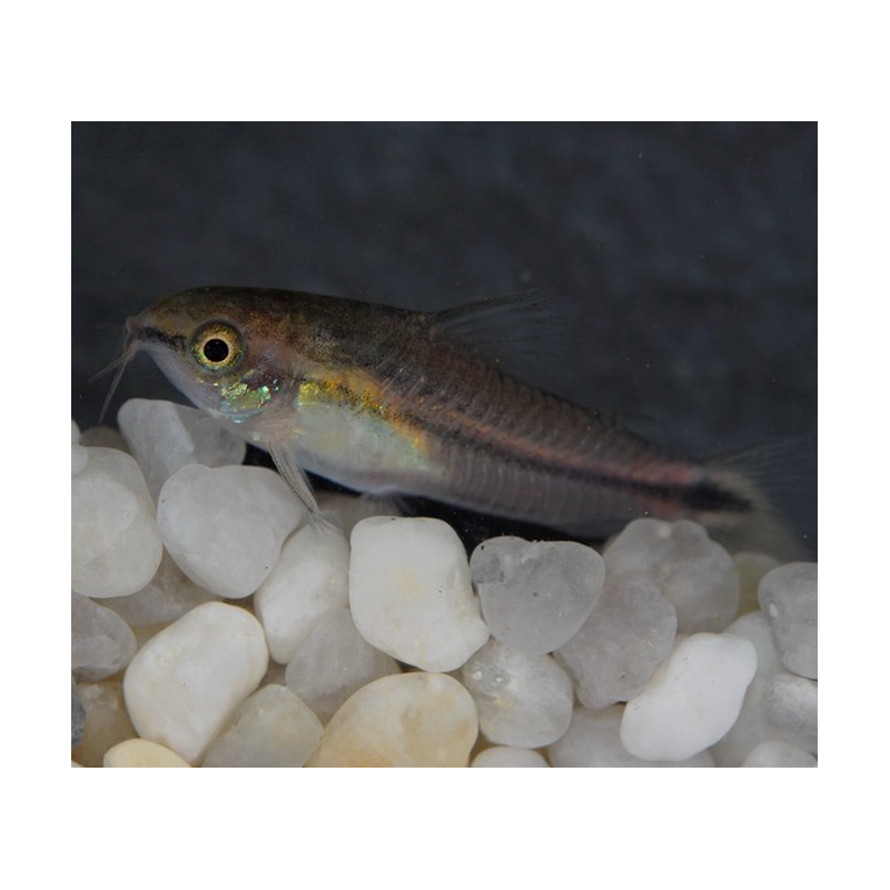 Corydoras pygmaeus 1,5 cm (s)