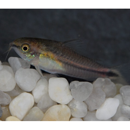 Corydoras pygmaeus 1,5 cm (s)