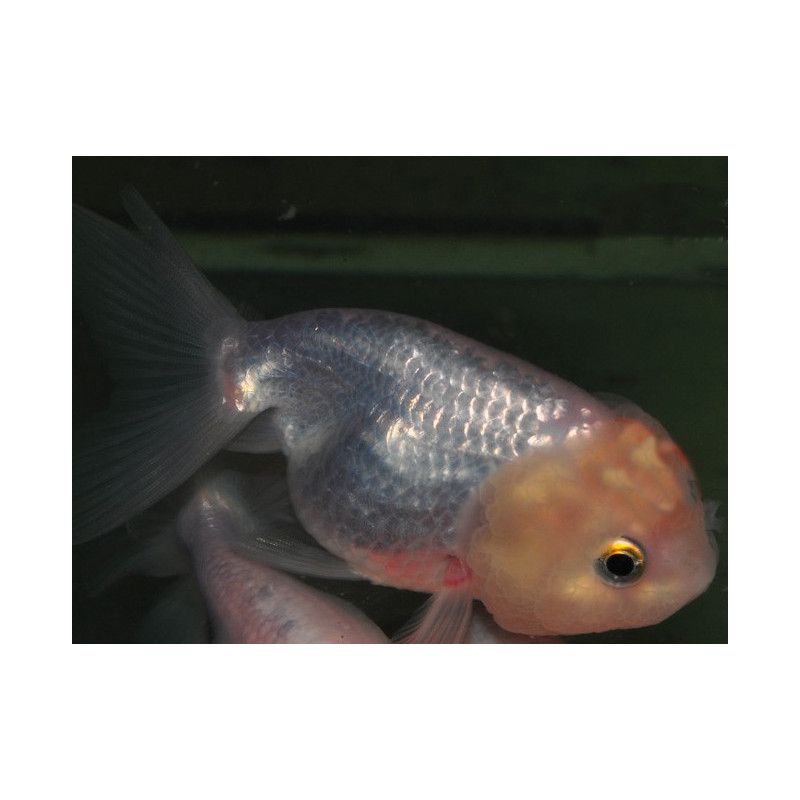 Carassius auratus oranda (Tête de lion blanc tête jaune) 5-5,5 cm