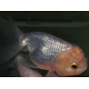 Carassius auratus oranda (Tête de lion blanc tête jaune) 5-5,5 cm