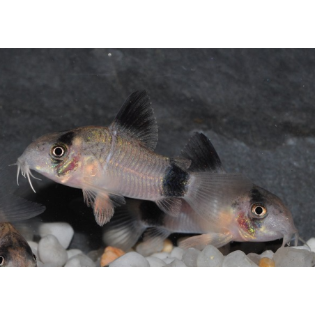 Corydoras panda 3 cm