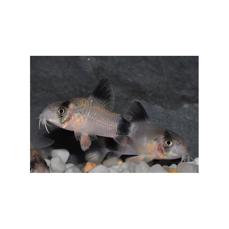 Corydoras panda 2 cm