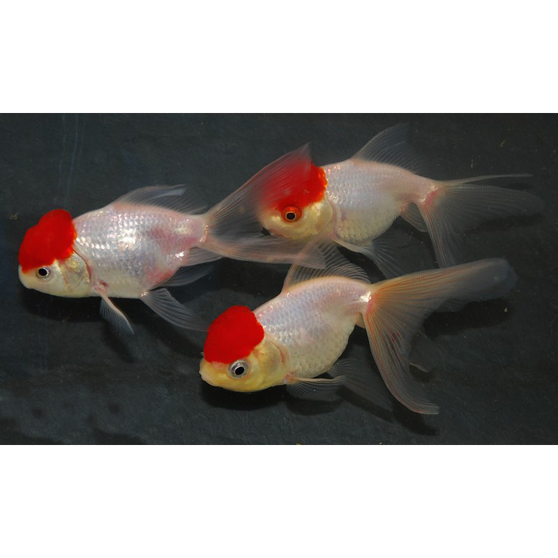 Carassius auratus oranda (Tête de lion red cap) 4-4,5 cm