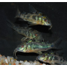Corydoras paleatus 3 cm