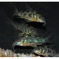 Corydoras paleatus 2 cm