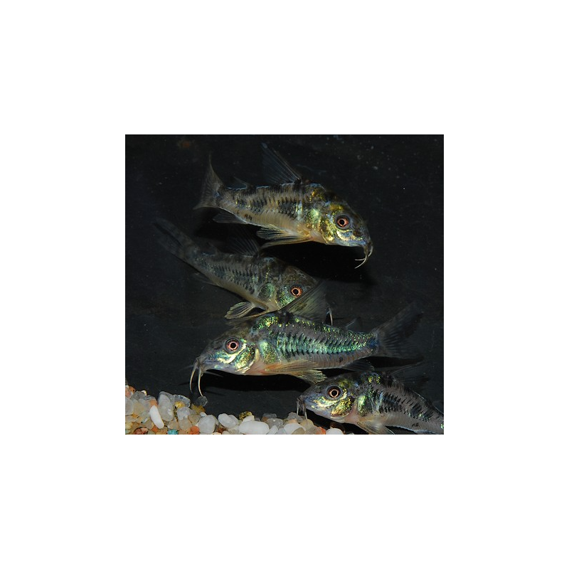 Corydoras paleatus 2 cm