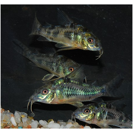 Corydoras paleatus 2 cm