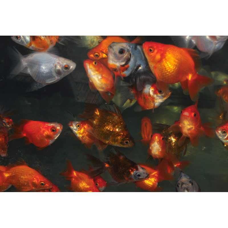 Carassius auratus voile (Ryukin varié) 3,5 cm