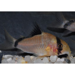 Corydoras metae 2,5 cm (s)