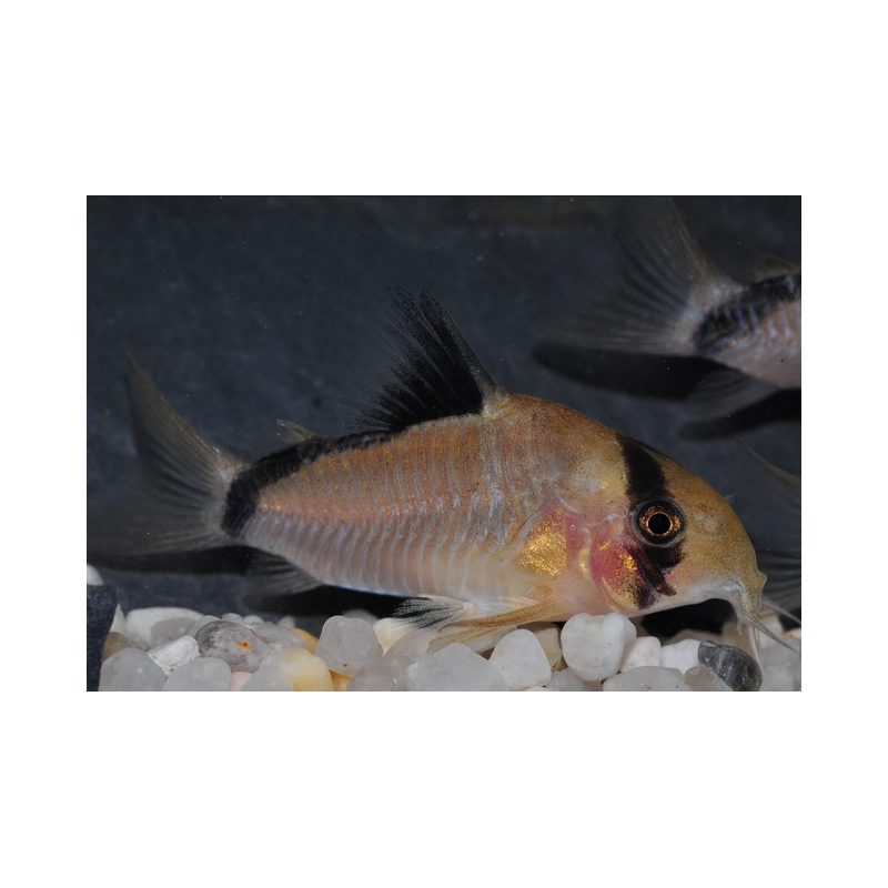 Corydoras metae 2,5 cm (s)