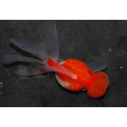 Carassius auratus oranda (Tête de lion Pearl scal varié)4-4,5cm