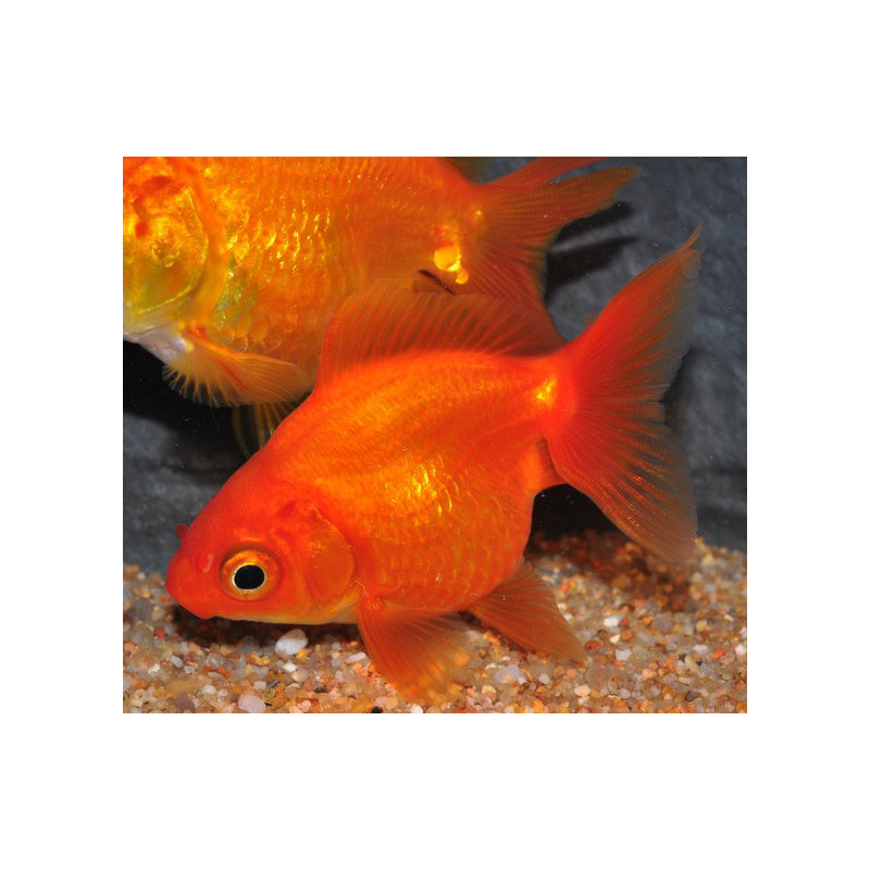 Carassius auratus voile (Ryukin rouge) 4-4,5 cm