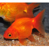 Carassius auratus voile (Ryukin rouge) 7-8,5 cm