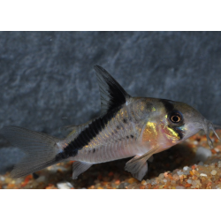 Corydoras melini 3 cm (s)
