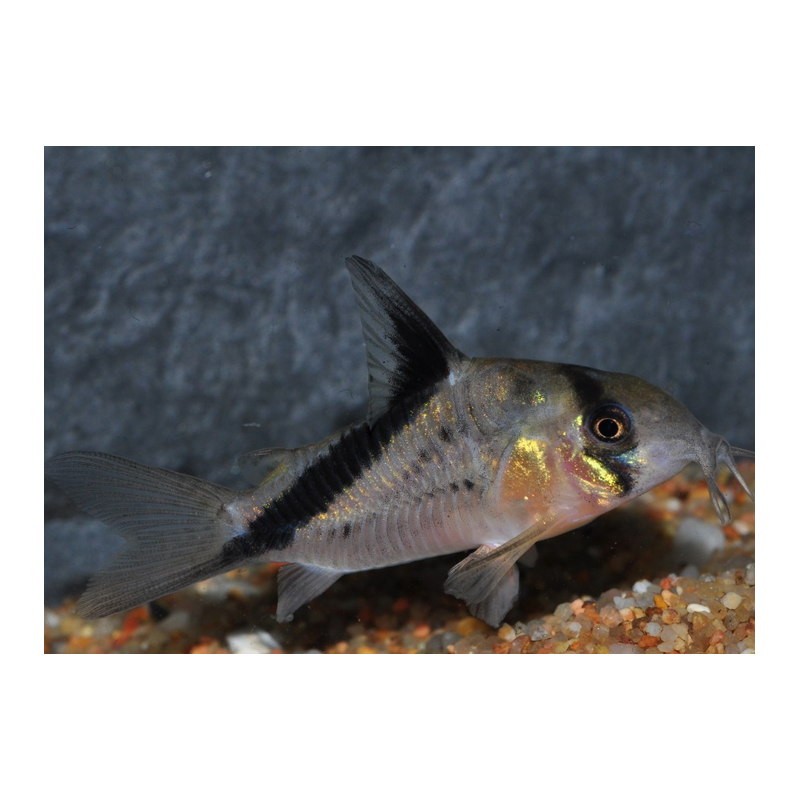 Corydoras melini 3 cm (s)