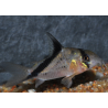 Corydoras melini 3 cm (s)