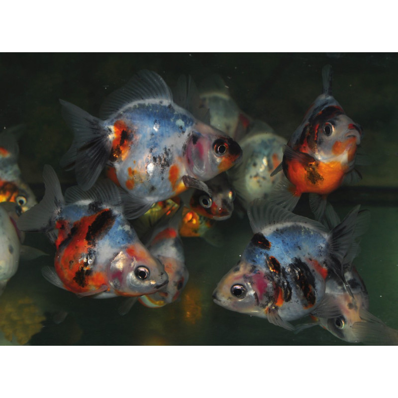 Carassius auratus voile (Ryukin calico) 4-4,5 cm