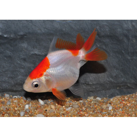 Carassius auratus voile (Ryukin rouge et blanc) 4-4,5 cm