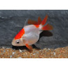 Carassius auratus voile (Ryukin rouge et blanc) 4-4,5 cm