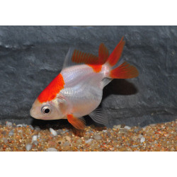 Carassius auratus voile (Ryukin rouge et blanc) 5-5,5 cm