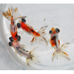 Carassius auratus voile (Papillon calico) 5-5,5 cm