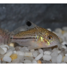 Corydoras julii 3,5 cm