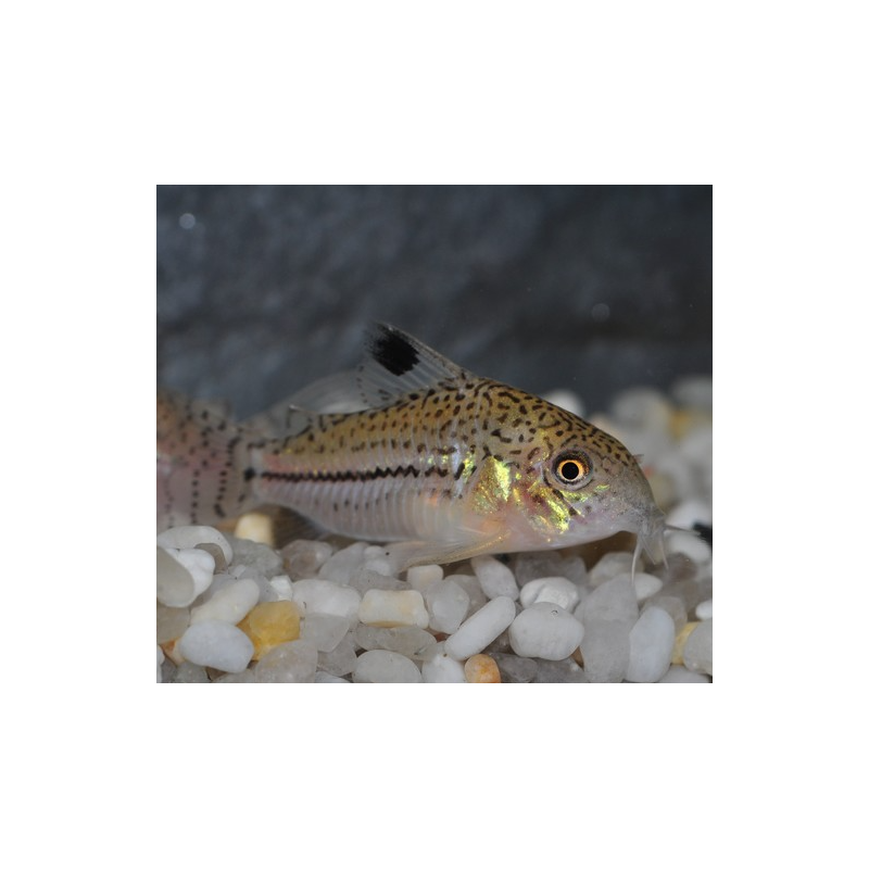 Corydoras julii 3 cm