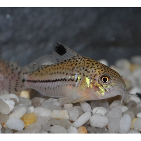 Corydoras julii 3 cm