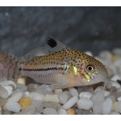 Corydoras julii 2,5 cm à seulement 8,28 €
