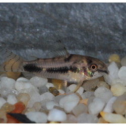 Corydoras habrosus 1,5 cm