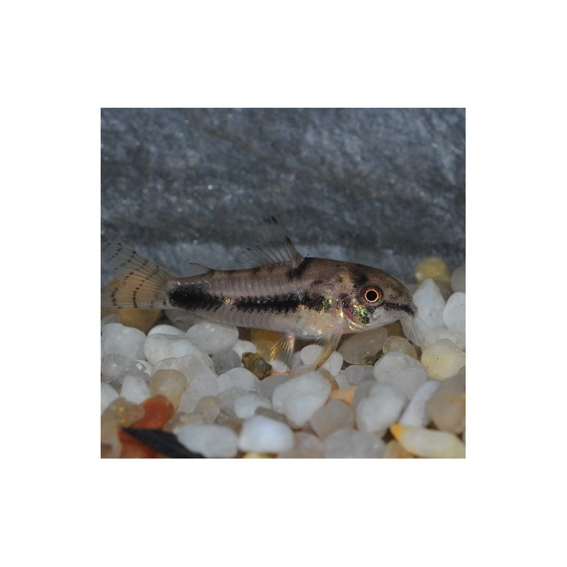 Corydoras habrosus 1,5 cm