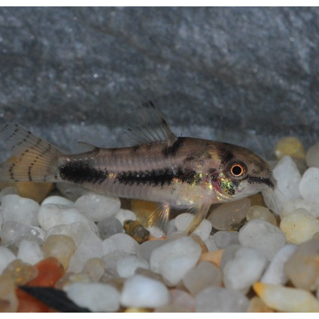Corydoras habrosus 1,5 cm