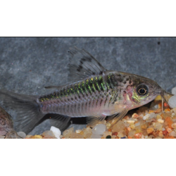 Corydoras elegans 2,5 cm