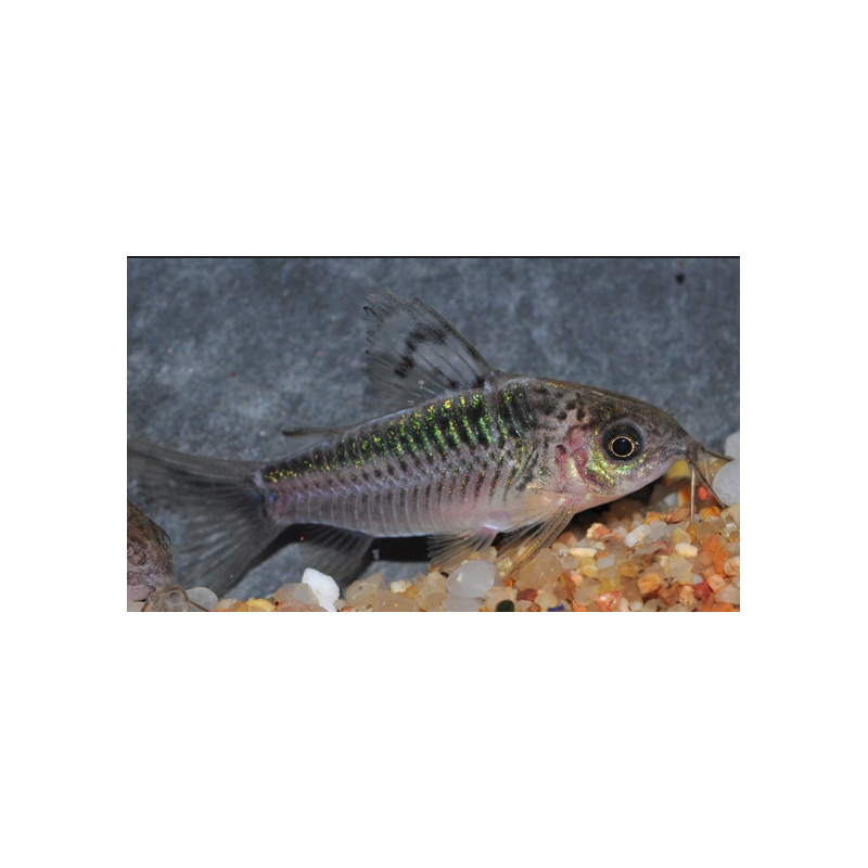 Corydoras elegans 2,5 cm Corydoras elegans 2,5 cm