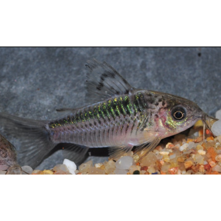Corydoras elegans 2,5 cm
