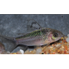 Corydoras elegans 2,5 cm