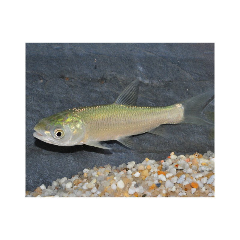 Ctenopharyngodon idella (Carpe amour - Carpe herbivore) 7-8,5 cm