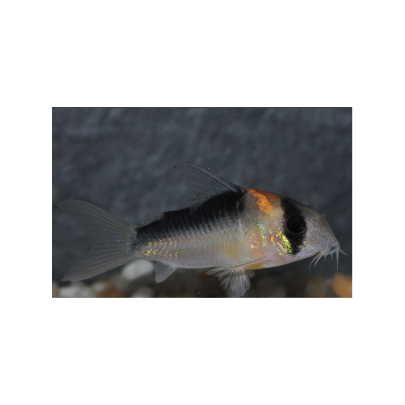 Corydoras duplicareus 3 cm