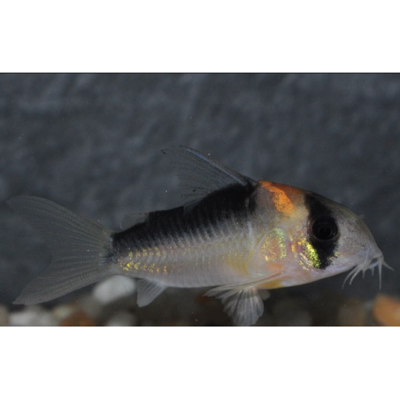 Corydoras duplicareus 3 cm