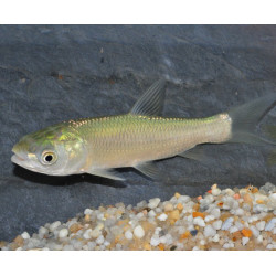 Ctenopharyngodon idella (Carpe amour - Carpe herbivore) 15-19,5 cm